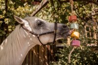 Lolly-Lick, mit Minze + Eukalyptus