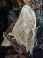 Zooba  Rinderohren mit Fell und Muschel