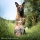 Bosch Meat Menue Adult mit Pute & Huhn